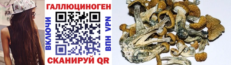 закладка дарк нет как зайти Псилоцибиновые грибы мицелий Тайшет